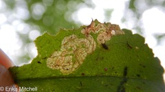 Phytomyza crassiseta