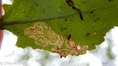 Phytomyza crassiseta