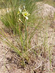 Albuca suaveolens