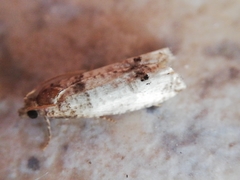 Epinotia thapsiana