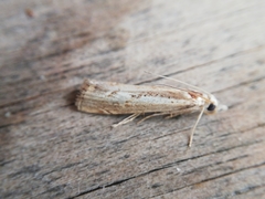 Agriphila trabeatellus