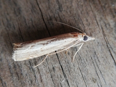 Agriphila trabeatellus