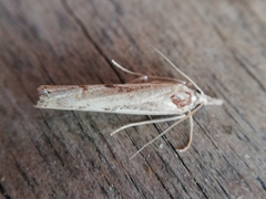Agriphila trabeatellus
