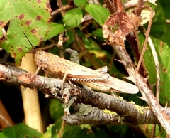 Anacridium aegyptium