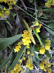 Synaphea floribunda