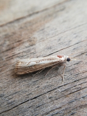 Agriphila trabeatellus