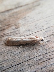 Agriphila trabeatellus