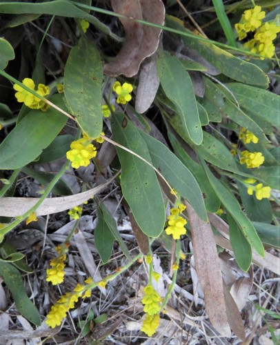 Synaphea floribunda · iNaturalist