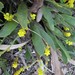 Synaphea floribunda - Photo (c) Chris Jonkers, algunos derechos reservados (CC BY-NC), subido por Chris Jonkers