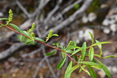 Salix boganidensis