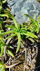 Cephalophyllum parviflorum, photograph (c) Jacques van der Merwe, some rights reserved (CC BY-SA)