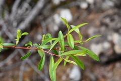 Salix boganidensis