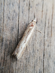 Agriphila trabeatellus
