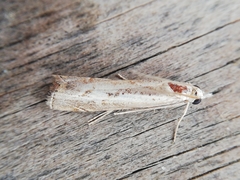 Agriphila trabeatellus