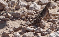 Agama aculeata