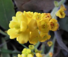 Synaphea floribunda