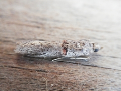 Acrobasis bithynella
