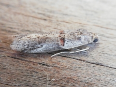 Acrobasis bithynella