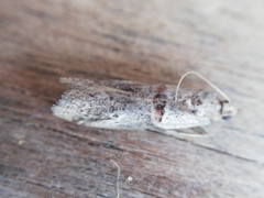 Acrobasis bithynella