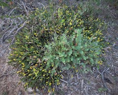 Synaphea floribunda
