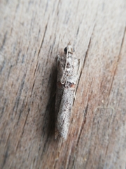 Acrobasis bithynella