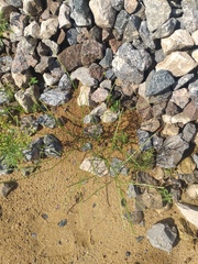 Corispermum declinatum