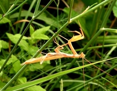 Mantis religiosa