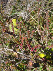 Baeckea imbricata