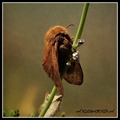 Malacosoma alpicolum