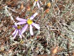 Galatella aragonensis