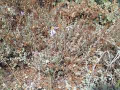 Galatella aragonensis