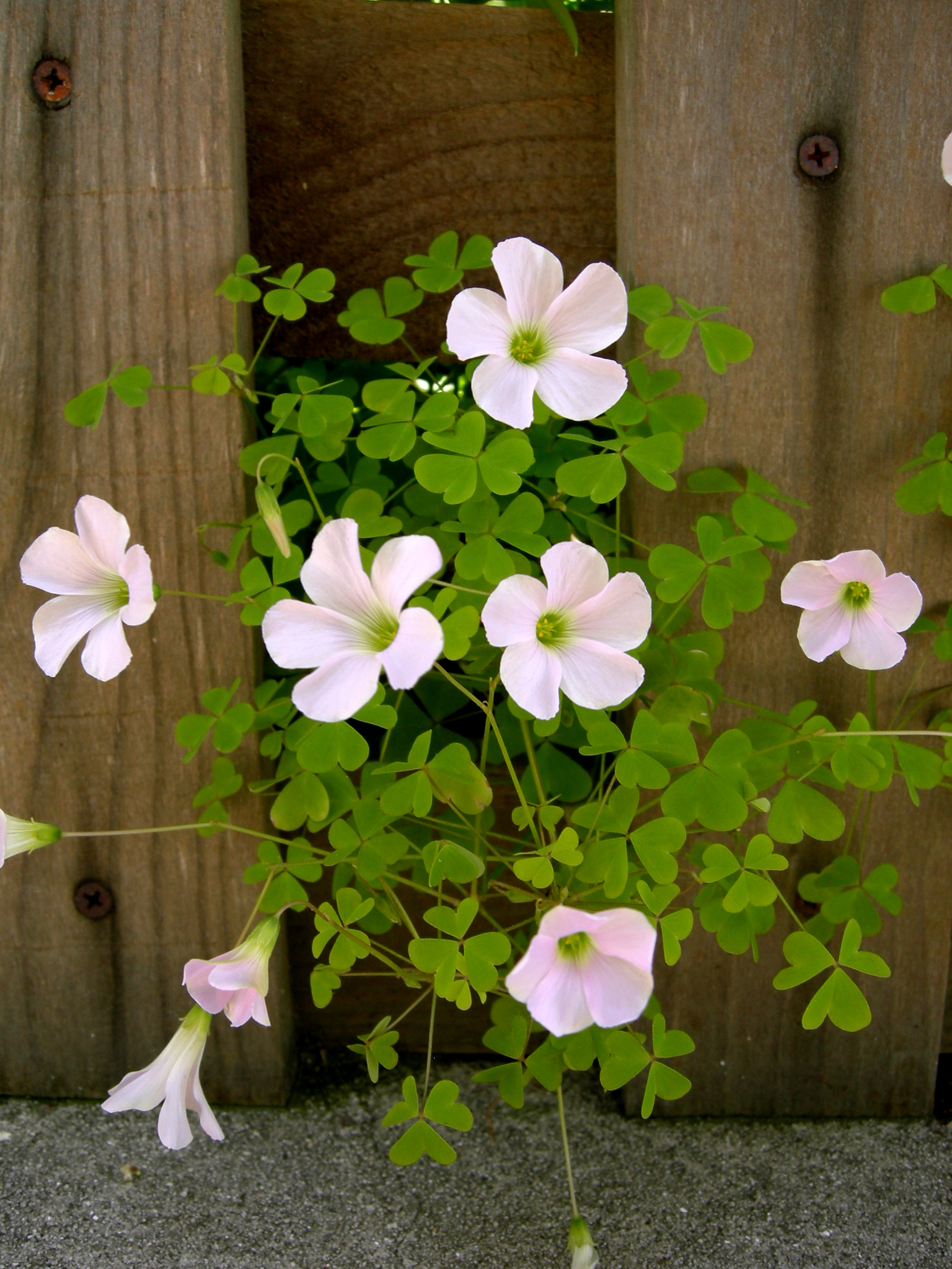Oxalis incarnata