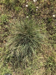 Lomandra collina