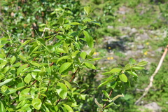 Salix jenisseensis