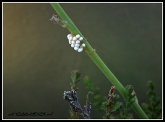 Malacosoma alpicolum