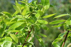 Salix jenisseensis