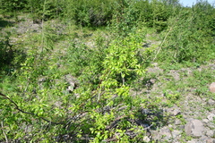 Salix jenisseensis