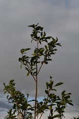Salix jenisseensis
