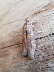 Acrobasis bithynella