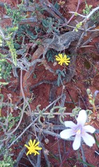 Crassothonna capensis