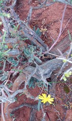 Crassothonna capensis