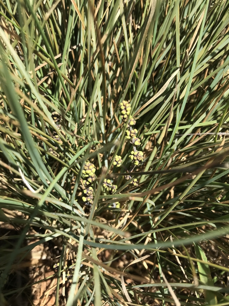 Pale Mat-rush