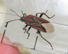 Spilostethus trilineatus