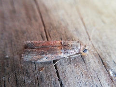 Acrobasis bithynella