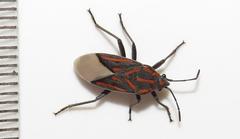 Spilostethus trilineatus