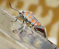 Spilostethus trilineatus