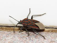 Spilostethus trilineatus