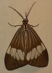 Nyctemera baulus