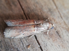 Acrobasis bithynella