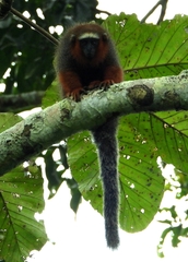 Plecturocebus discolor